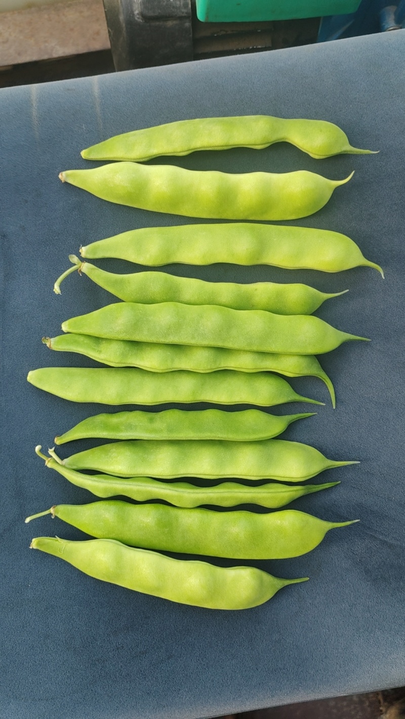 直板小油豆