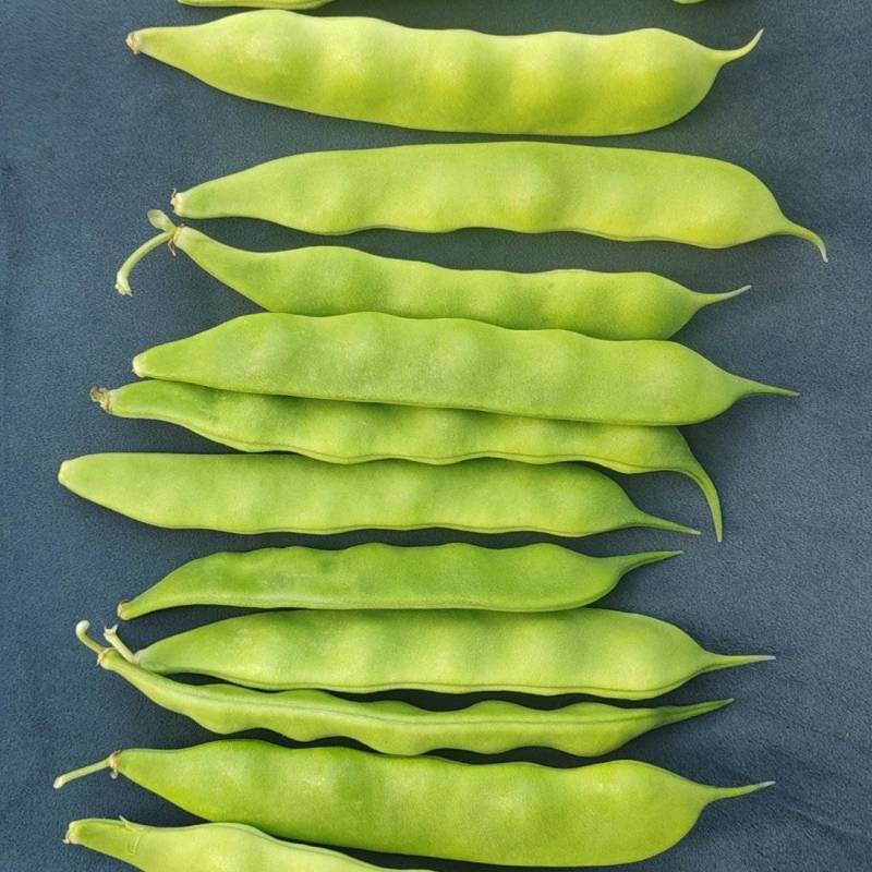 直板小油豆