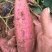 黄沙地冀薯26