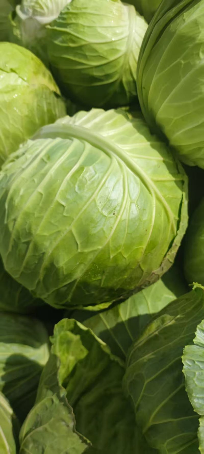 曼格特包包菜