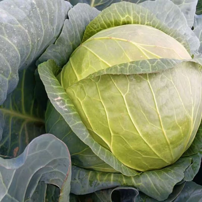 曼格特包包菜