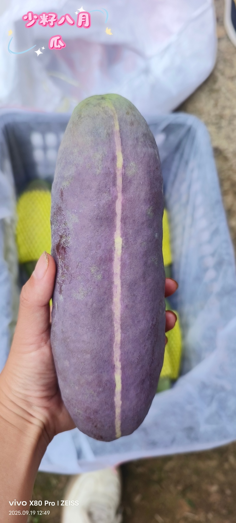 少籽八月瓜新鲜八月炸水果当季木通果特色鲜果预知子网红水果