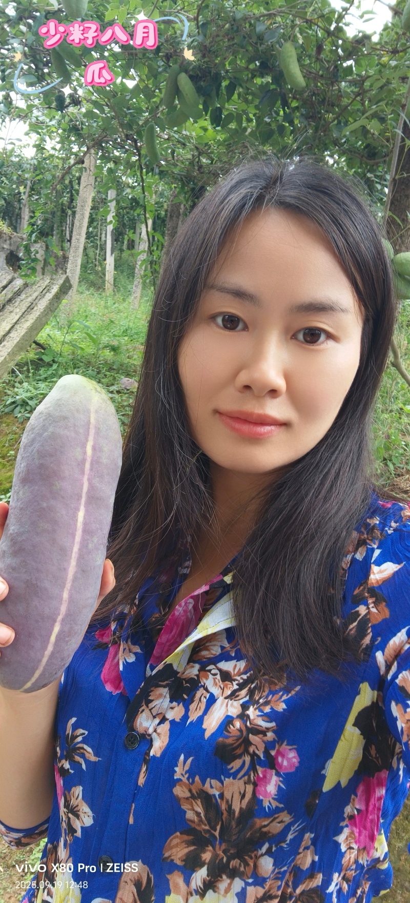 少籽八月瓜新鲜八月炸水果当季木通果特色鲜果预知子网红水果