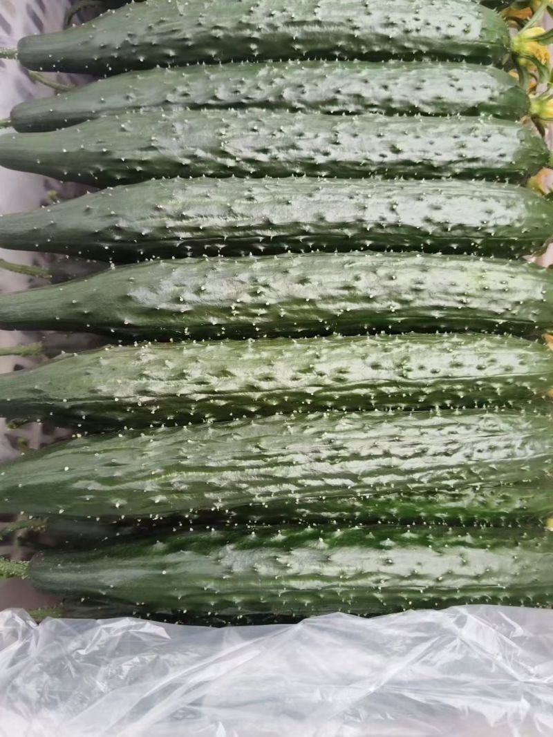精品密刺黄瓜，青瓜，产地货源充足。诚信代收