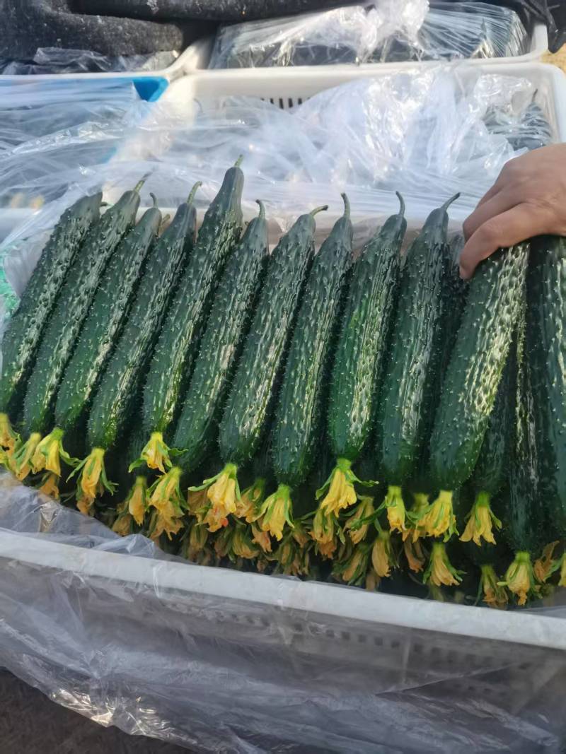 精品密刺黄瓜，青瓜，产地货源充足。诚信代收