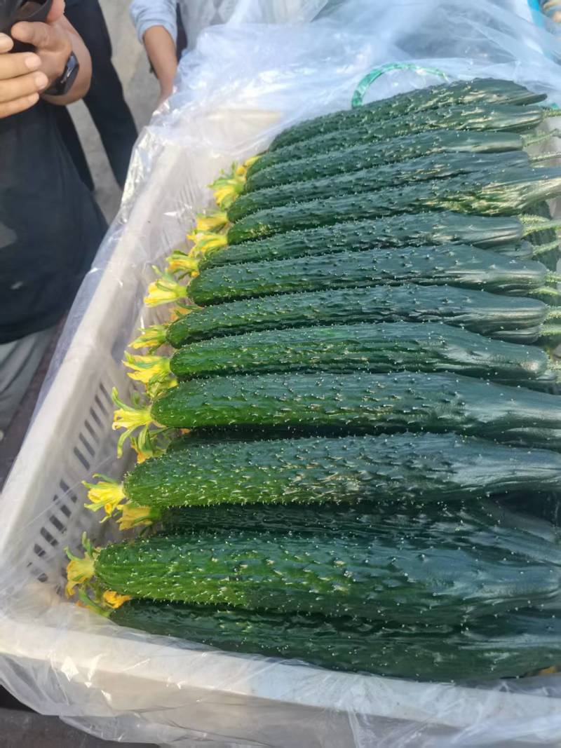 精品密刺黄瓜，青瓜，产地货源充足。诚信代收