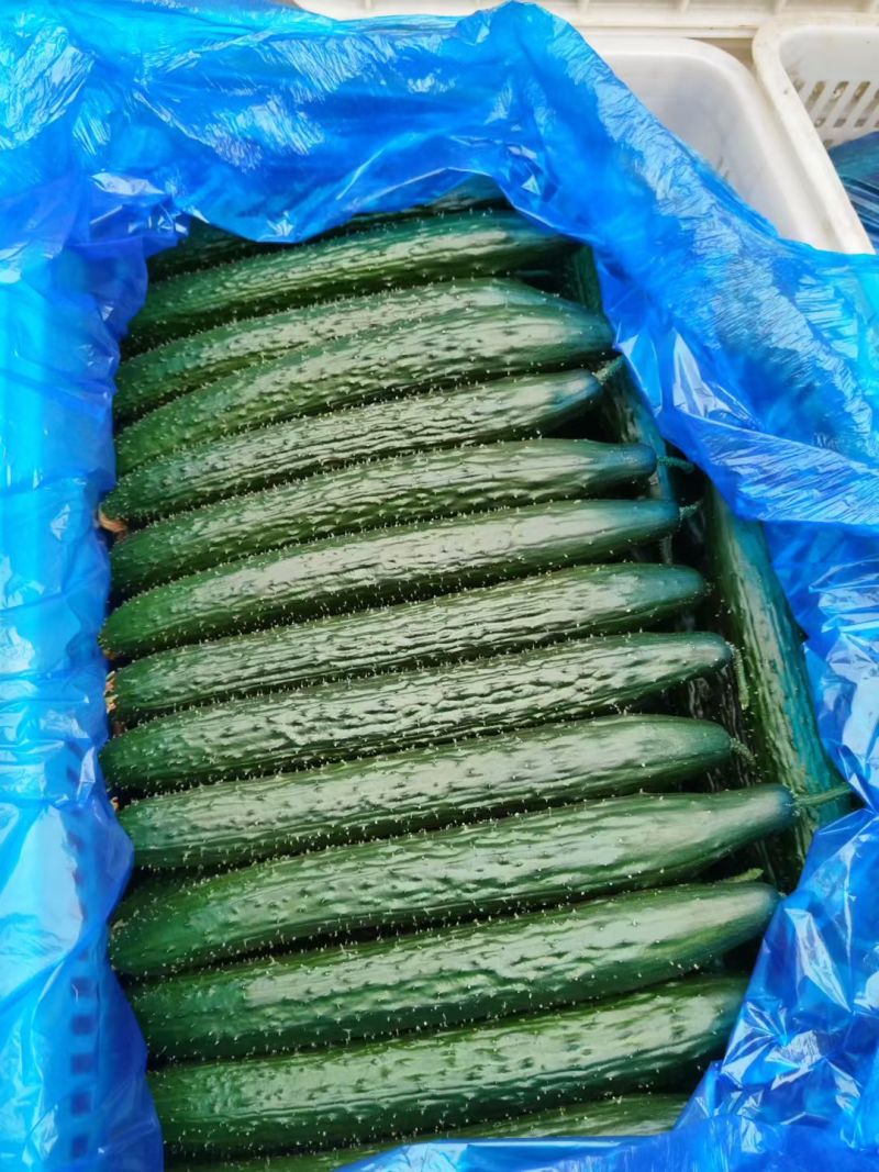 精品密刺黄瓜，青瓜，产地货源充足。诚信代收