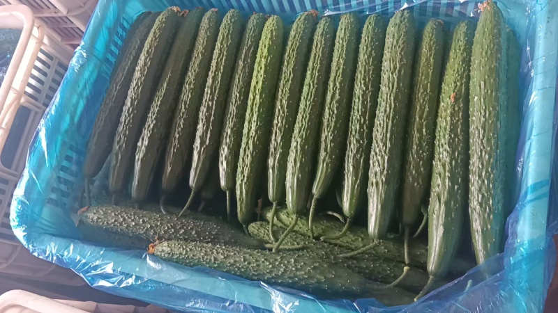 精品密刺黄瓜，青瓜，产地货源充足。诚信代收