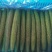 精品密刺黄瓜，青瓜，产地货源充足。诚信代收