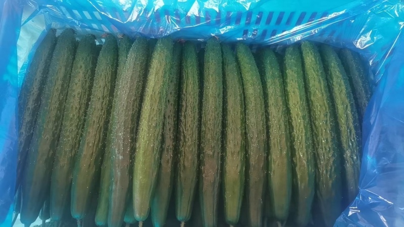精品密刺黄瓜，青瓜，产地货源充足。诚信代收