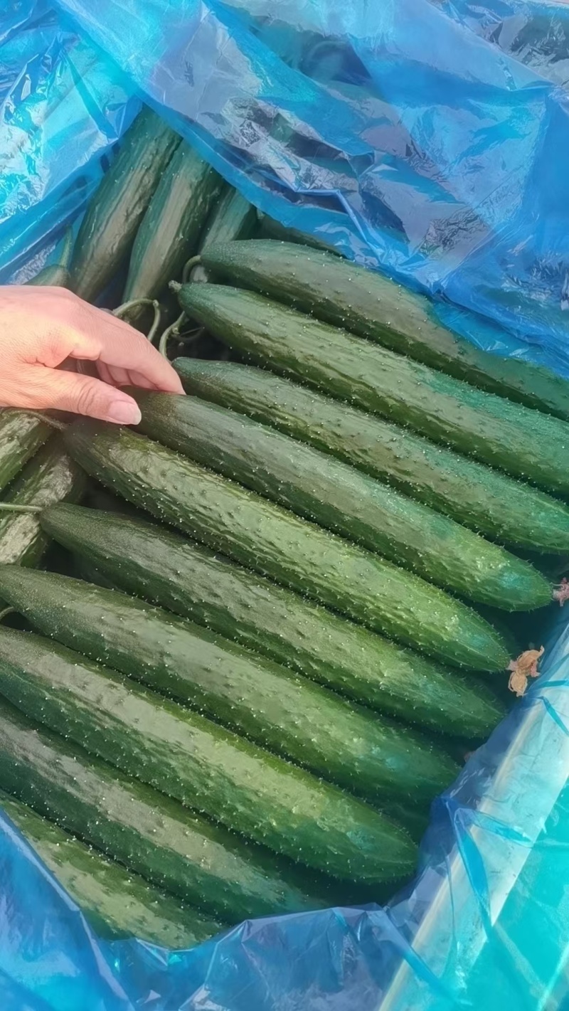 精品密刺黄瓜，青瓜，产地货源充足。诚信代收
