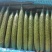 精品密刺黄瓜，青瓜，产地货源充足。诚信代收
