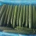 精品密刺黄瓜，青瓜，产地货源充足。诚信代收