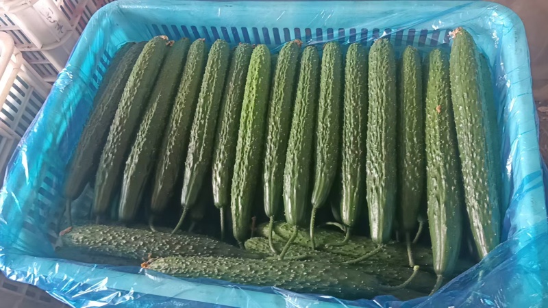 精品密刺黄瓜，青瓜，产地货源充足。诚信代收