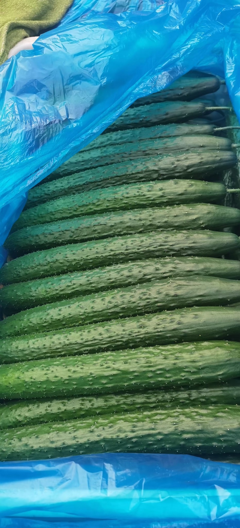 精品密刺黄瓜，青瓜，产地货源充足。诚信代收