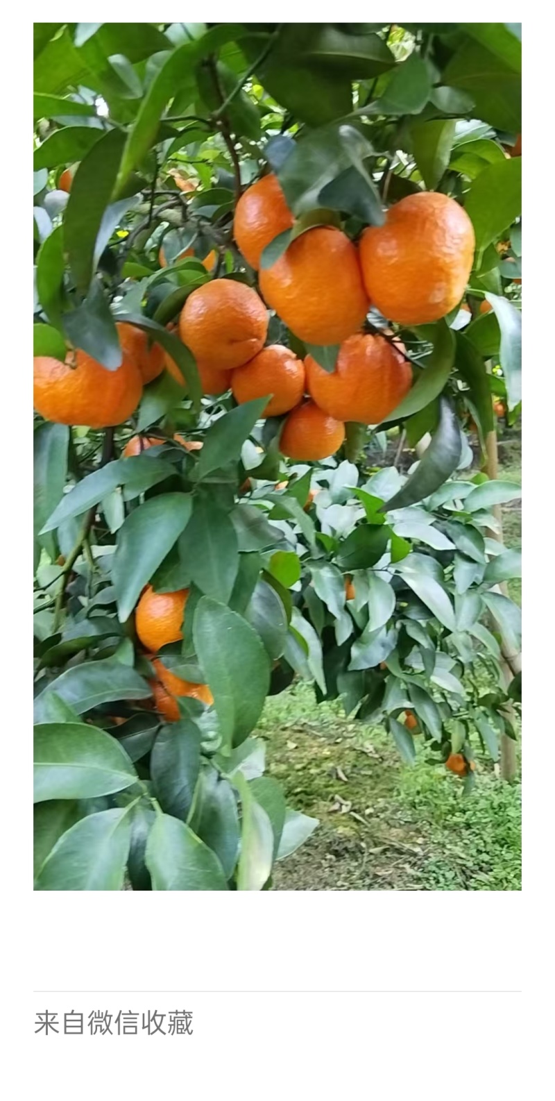 沙糖桔
