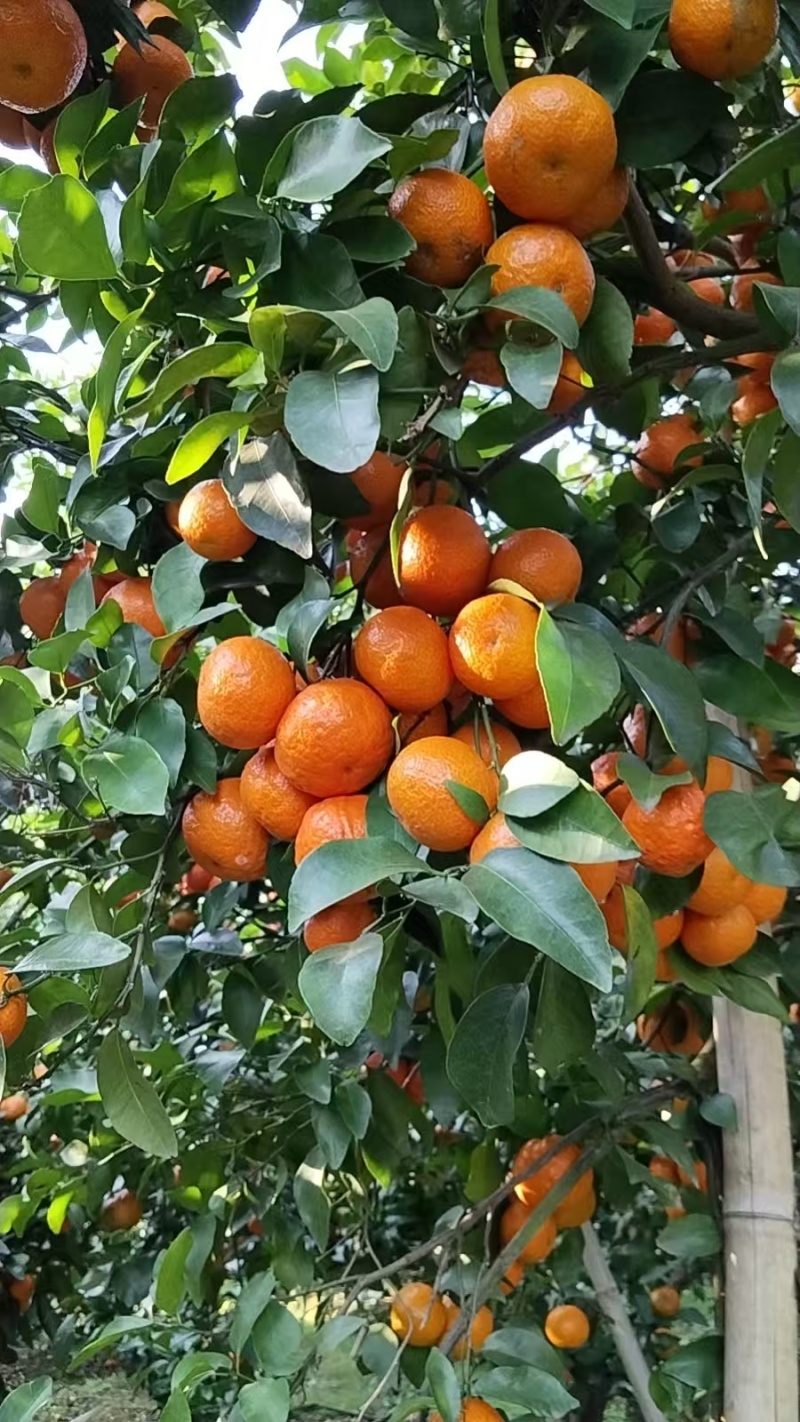 沙糖桔