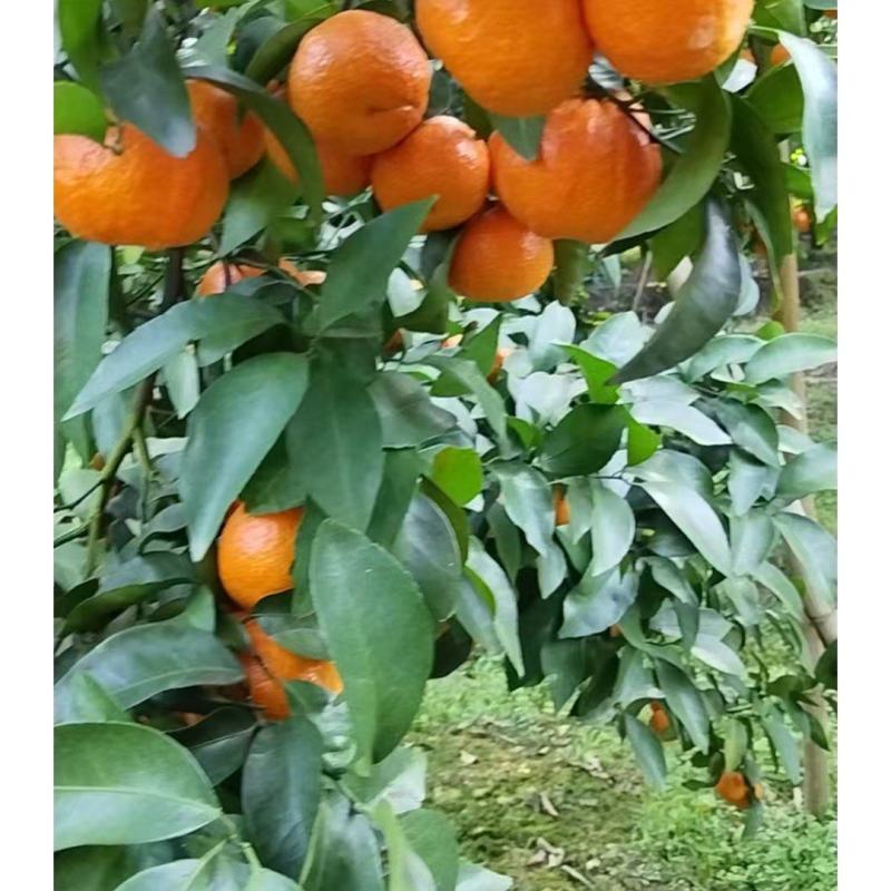 沙糖桔