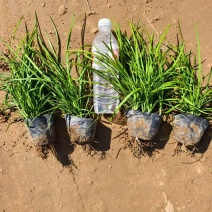 河北定州细叶麦冬草丹麦草草坪玉龙草庭院绿化矮麦冬杯苗