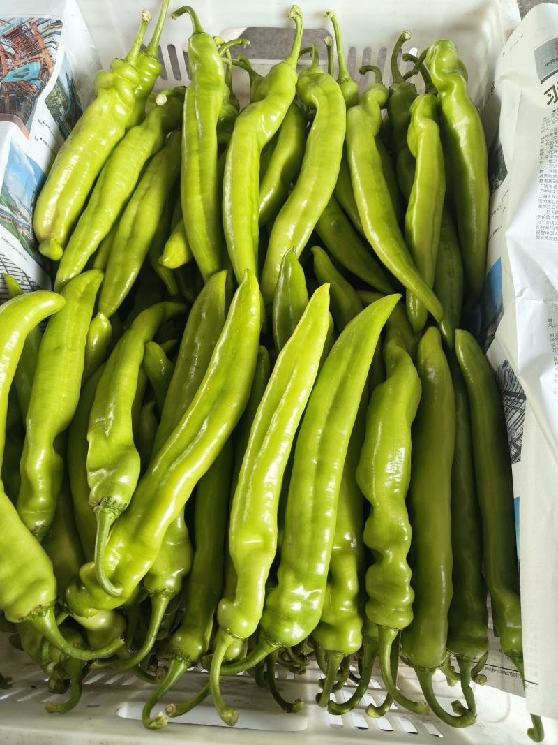 尖椒，线椒，螺丝椒，各种辣椒，品质好，货源多……