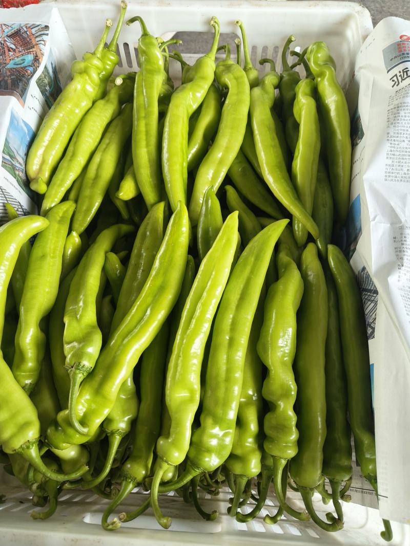 尖椒，线椒，螺丝椒，各种辣椒，品质好，货源多……