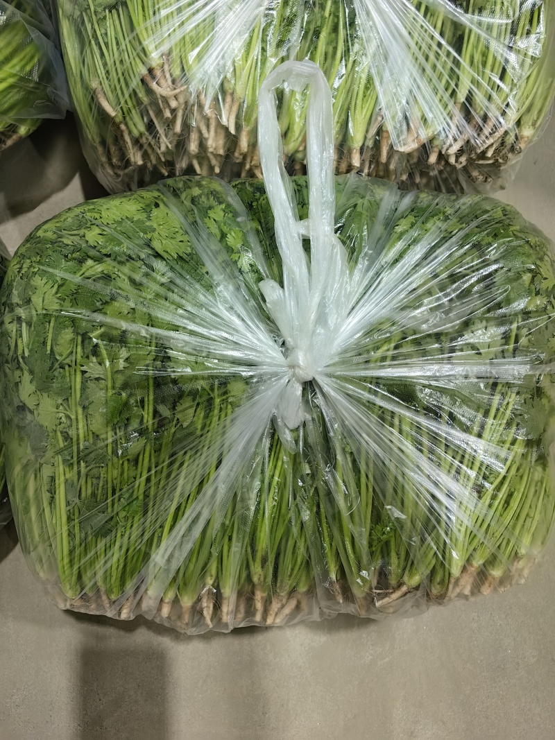 唐山铁杆青香菜