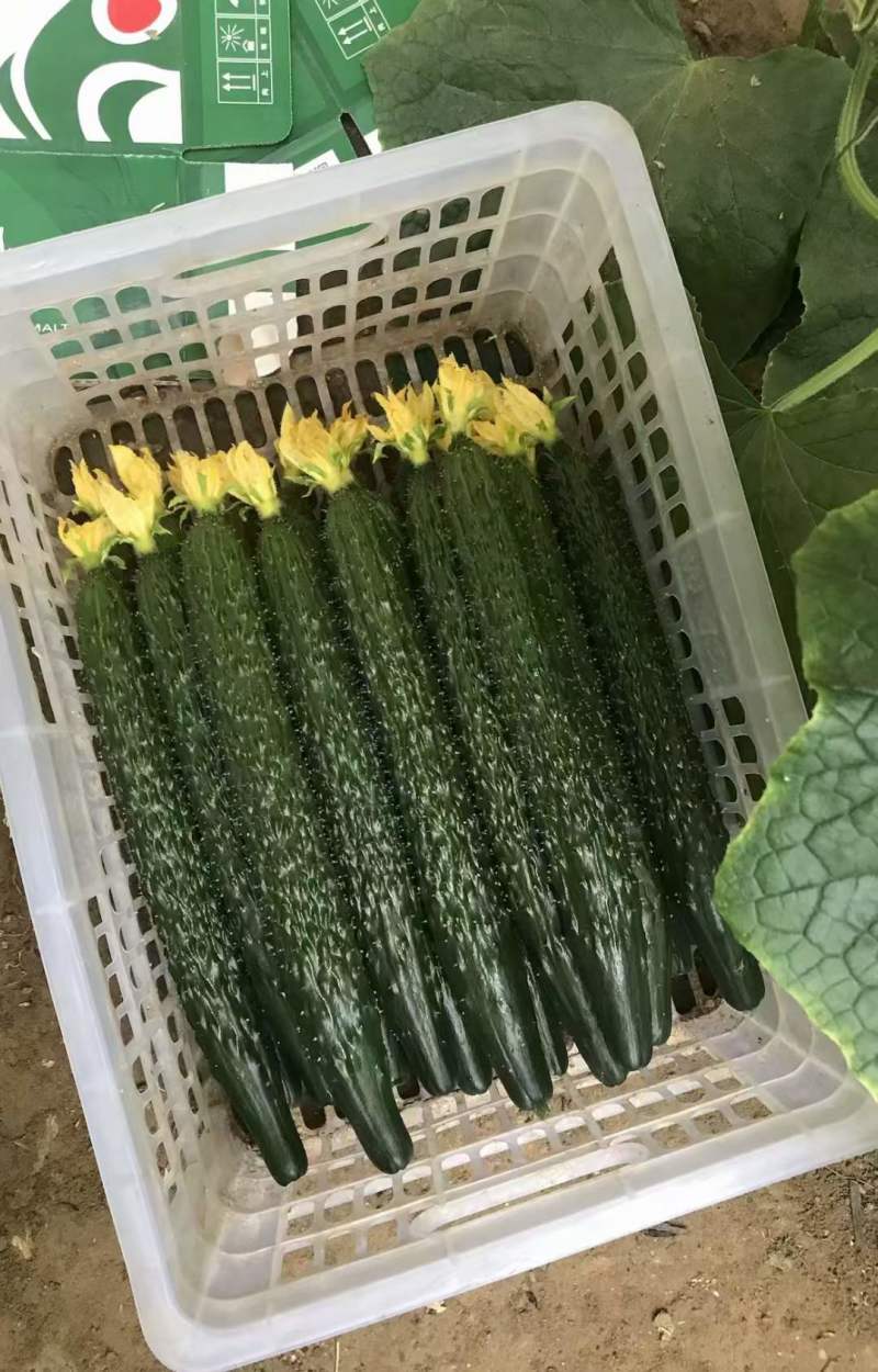 黄瓜