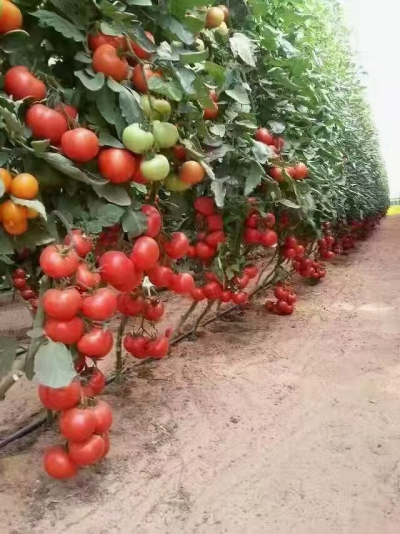 宾川番茄