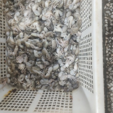 小八爪捞汁可用
