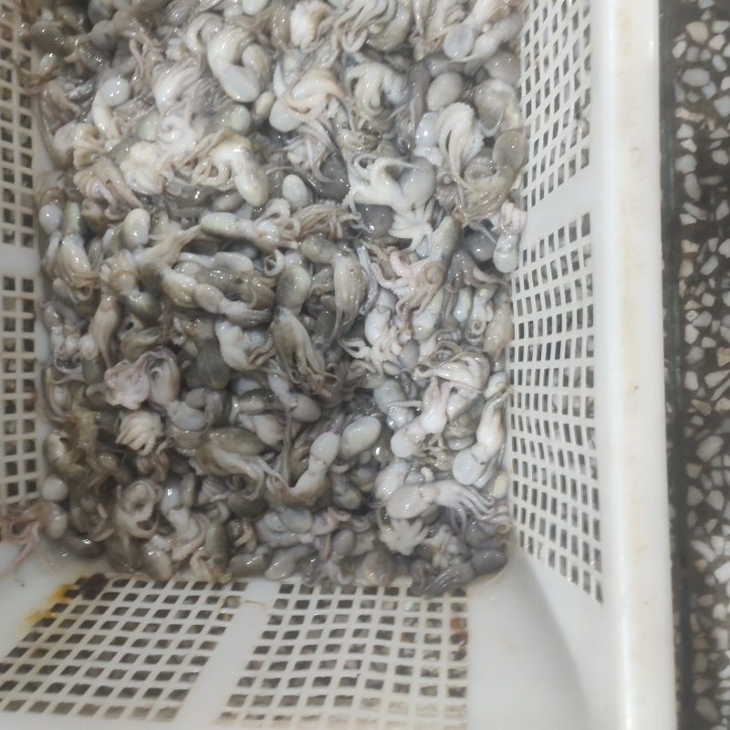 小八爪捞汁可用