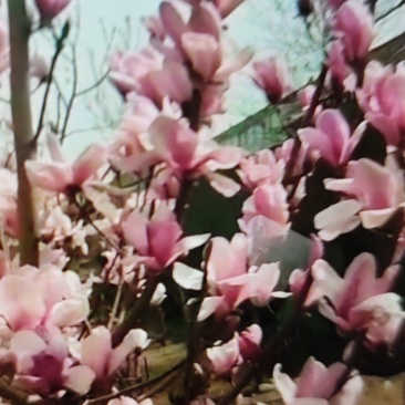 玉兰树（10-15公分）