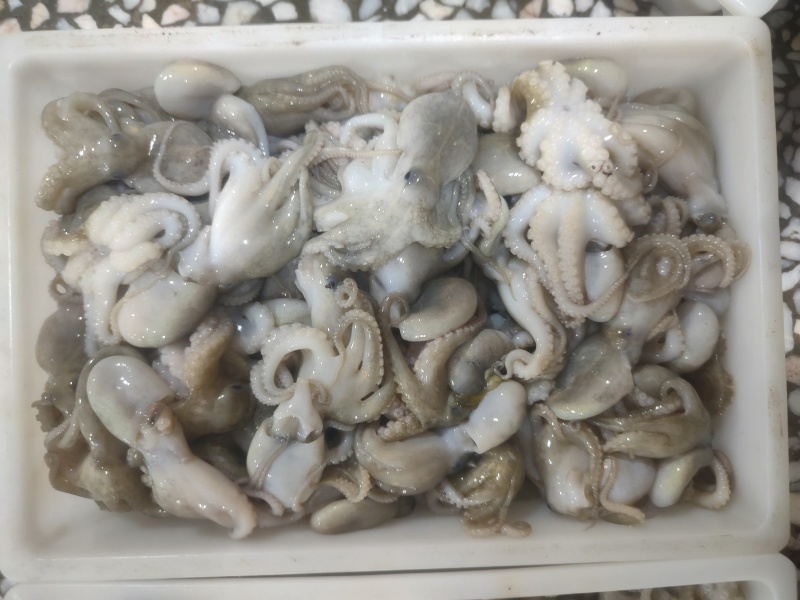 小八爪捞汁可用