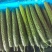 山东密刺黄瓜，电商黄瓜，产地货源充足，产地代收