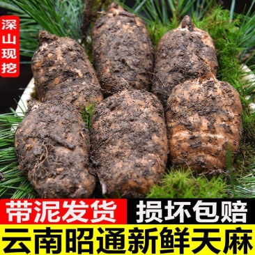 新鲜天麻正宗云南现挖产地直发仿野生三年一季林下生整箱包邮