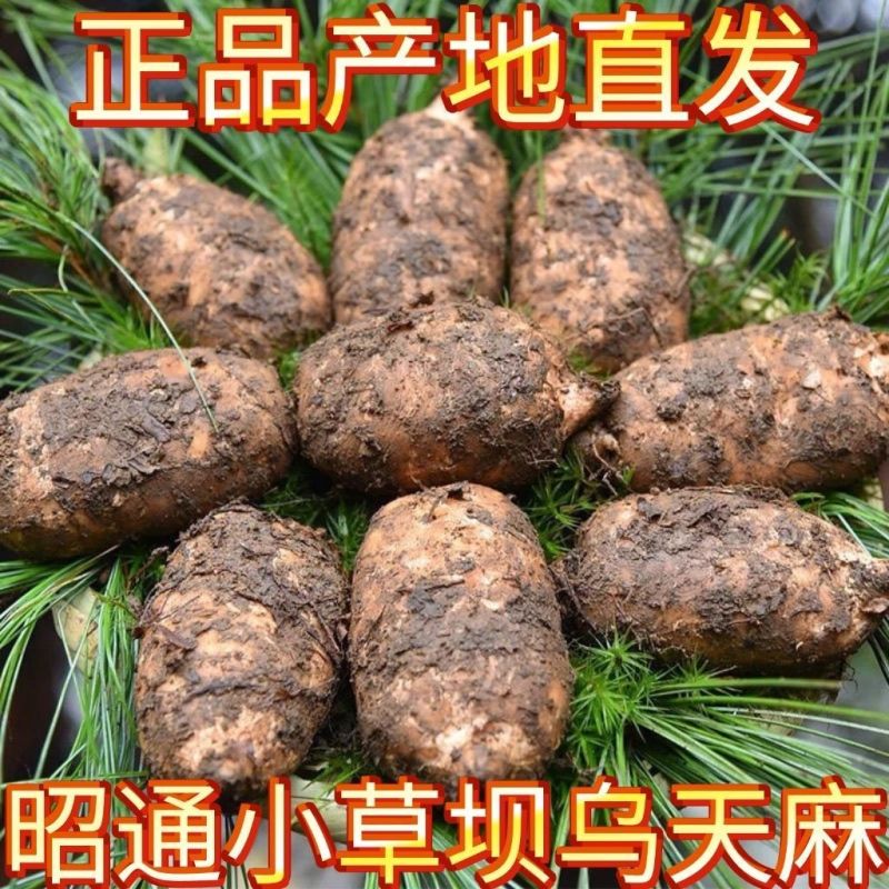 新鲜天麻正宗云南现挖产地直发仿野生三年一季林下生整箱包邮