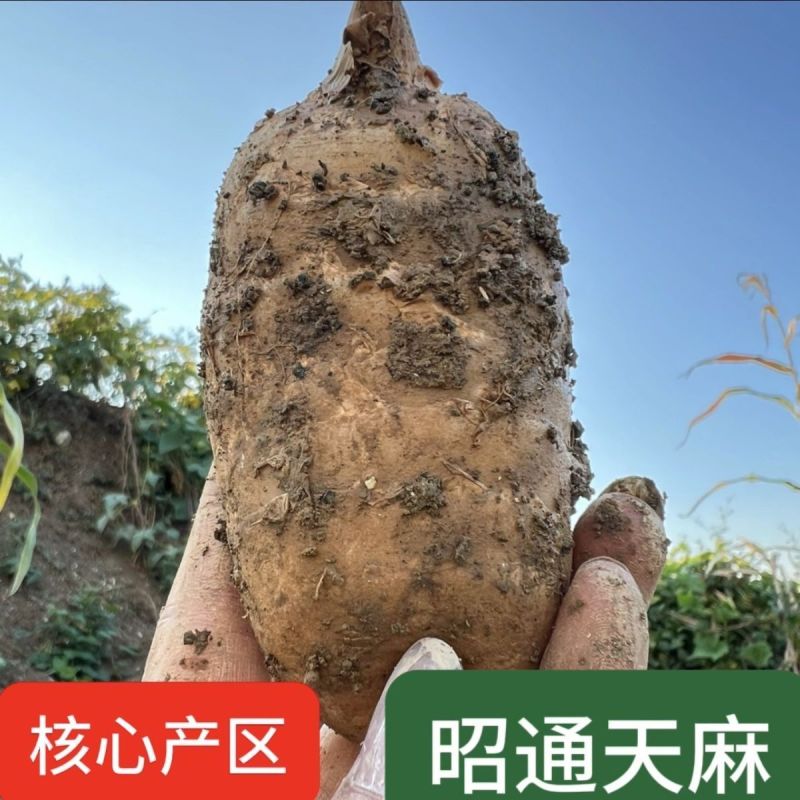 新鲜天麻正宗云南现挖产地直发仿野生三年一季林下生整箱包邮