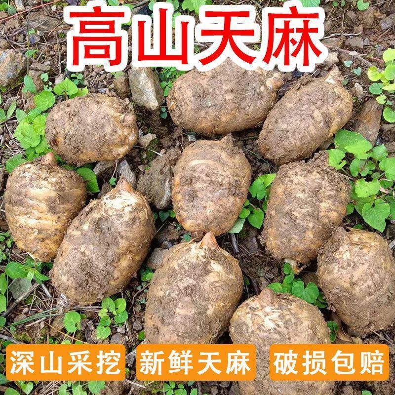 新鲜天麻正宗云南现挖产地直发仿野生三年一季林下生整箱包邮