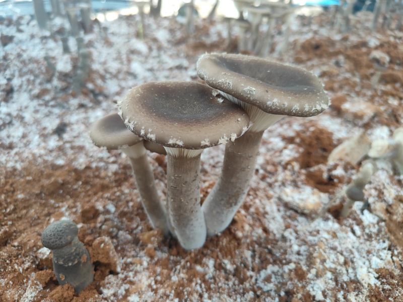广西新鲜猪肚菇，天然野生，口感鲜美，健康美味**！