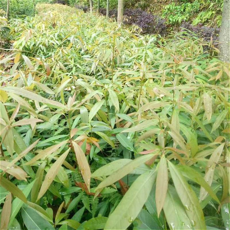 新采刨花楠种子刨花润楠润种子香粉树竹叶楠种子落叶乔木