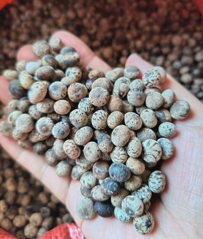 新采刨花楠种子刨花润楠润种子香粉树竹叶楠种子落叶乔木