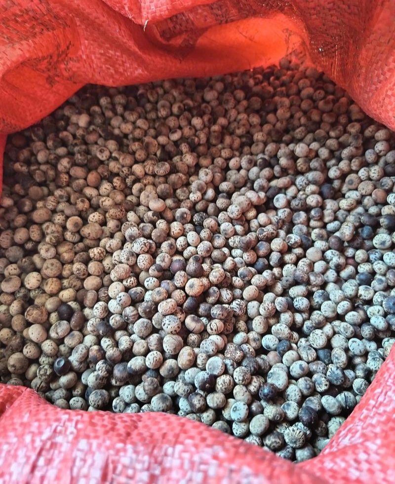 新采刨花楠种子刨花润楠润种子香粉树竹叶楠种子落叶乔木