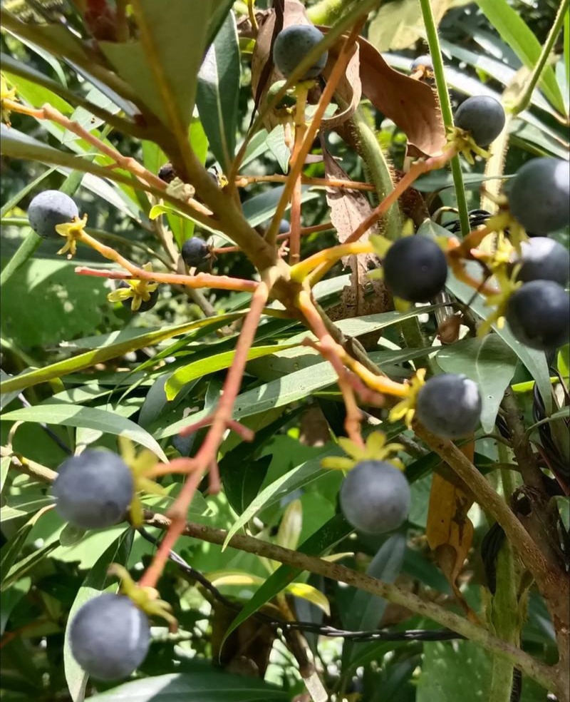 新采刨花楠种子刨花润楠润种子香粉树竹叶楠种子落叶乔木