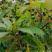新采刨花楠种子刨花润楠润种子香粉树竹叶楠种子落叶乔木
