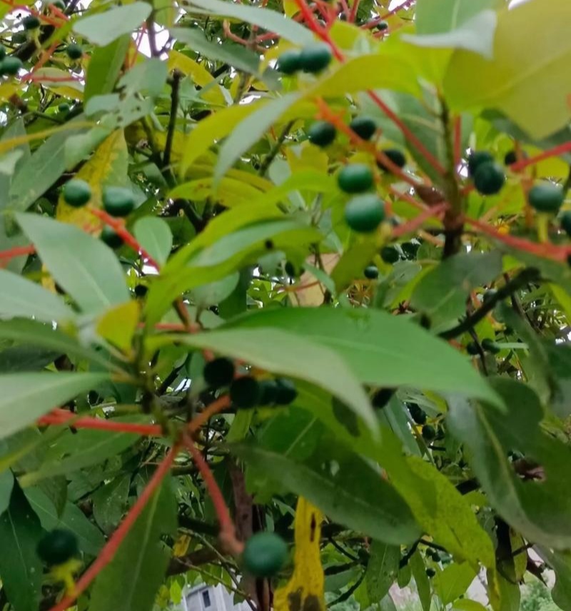 新采刨花楠种子刨花润楠润种子香粉树竹叶楠种子落叶乔木