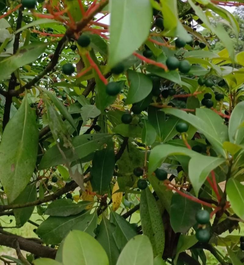 新采刨花楠种子刨花润楠润种子香粉树竹叶楠种子落叶乔木