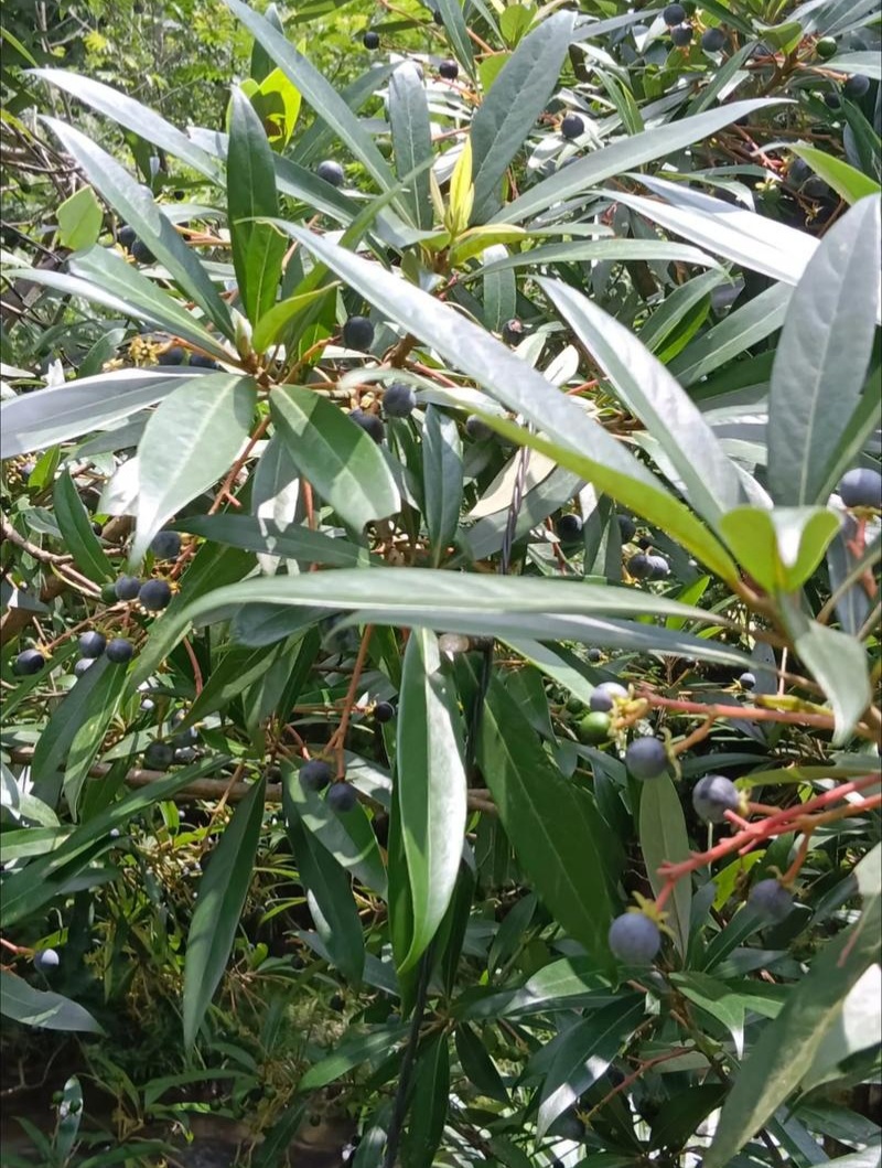 新采刨花楠种子刨花润楠润种子香粉树竹叶楠种子落叶乔木