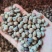 新采刨花楠种子刨花润楠润种子香粉树竹叶楠种子落叶乔木