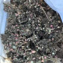 精品赤芍芽头