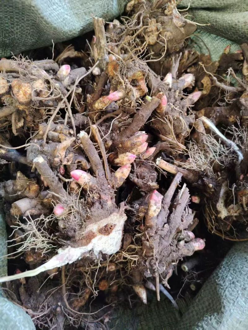 精品赤芍芽头