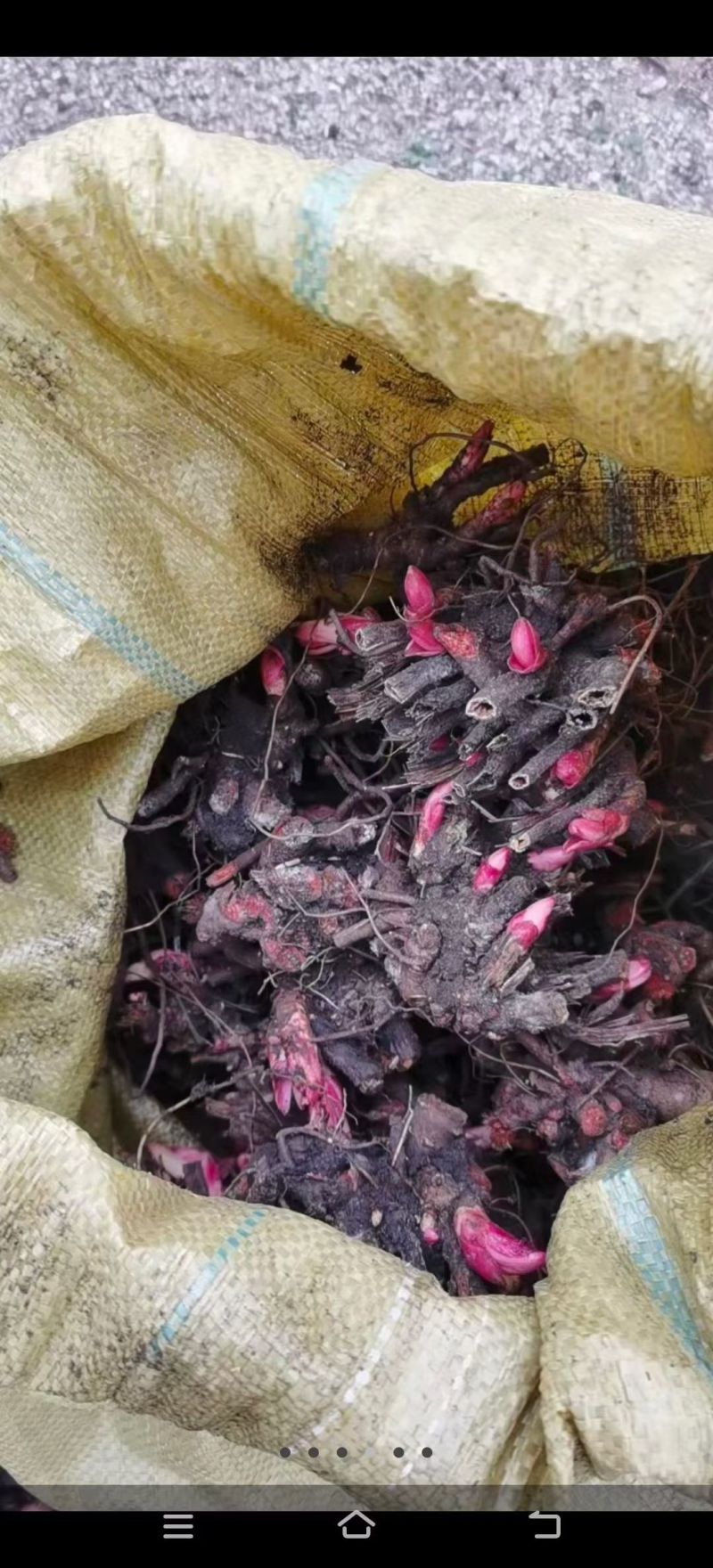 精品赤芍芽头